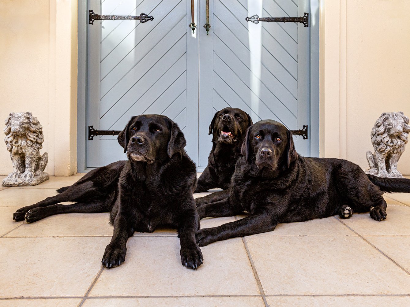 Three black Labradors posed together outside a Cape Dutch home