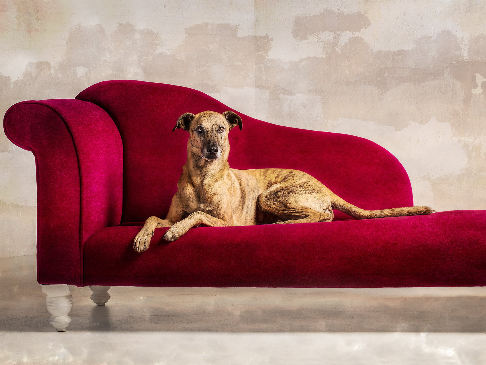 Rescue dog reclining on a red velvet chaise, studio portrait